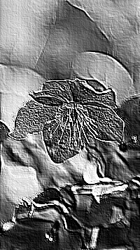 Skamielina