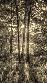 Szary + Sepia