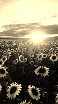Szary + Sepia