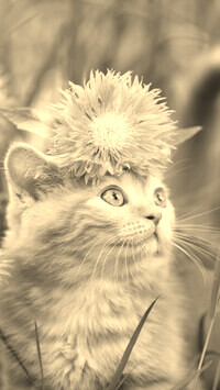 Szary + Sepia