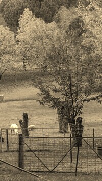 Sepia