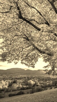 Szary + Sepia