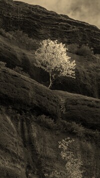 Szary + Sepia
