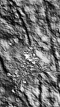 Skamielina