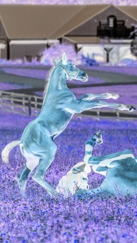 Negatyw
