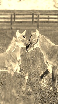 Sepia + Negatyw
