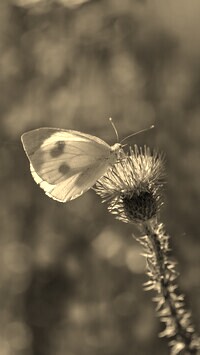 Szary + Sepia