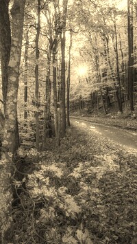 Sepia
