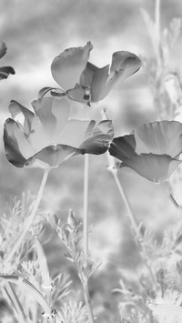Szary + Negatyw