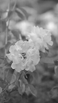 Szary