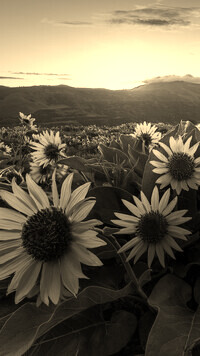 Szary + Sepia