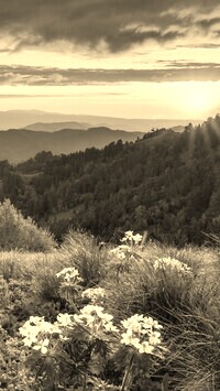 Szary + Sepia