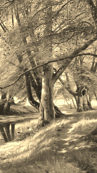 Szary + Sepia