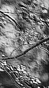 Skamielina