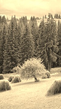 Szary + Sepia