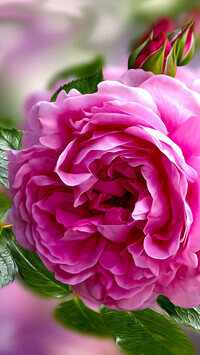 Oryginalny obrazek