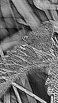 Skamielina