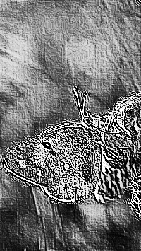 Skamielina