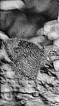 Skamielina
