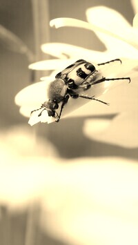 Sepia