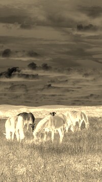 Sepia + Negatyw