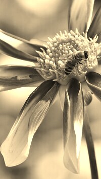 Szary + Sepia