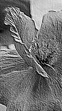 Skamielina