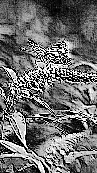 Skamielina