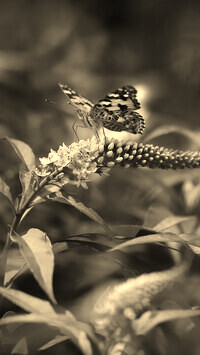 Szary + Sepia