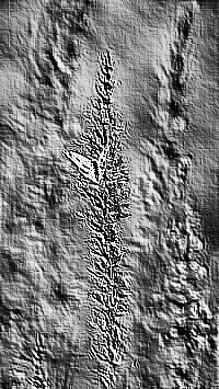 Skamielina