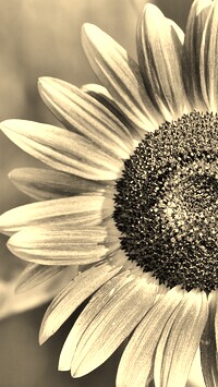 Szary + Sepia