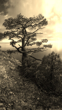 Szary + Sepia