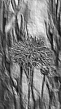 Skamielina