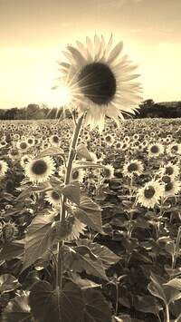 Szary + Sepia