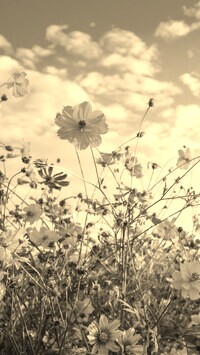 Szary + Sepia