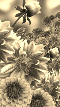 Szary + Sepia
