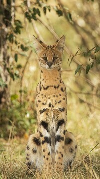Oryginalny obrazek