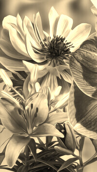 Szary + Sepia