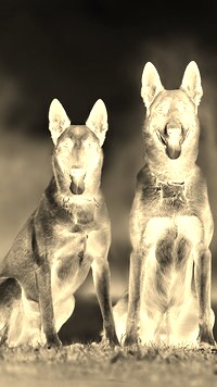 Sepia + Negatyw