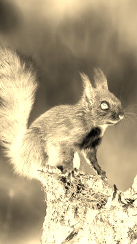 Sepia + Negatyw