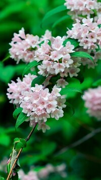 Oryginalny obrazek