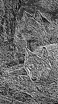 Skamielina