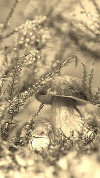 Szary + Sepia