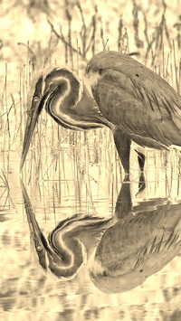 Sepia + Negatyw