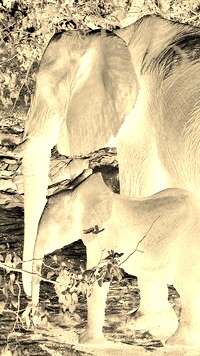 Sepia + Negatyw