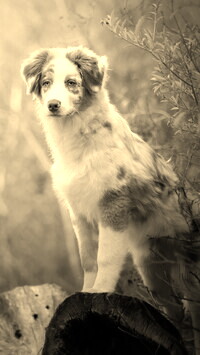 Szary + Sepia