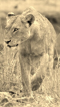 Szary + Sepia
