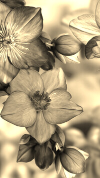 Szary + Sepia