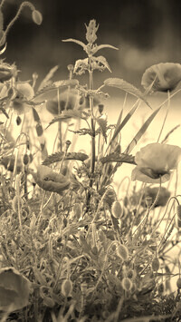 Szary + Sepia