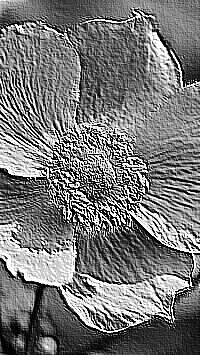 Skamielina